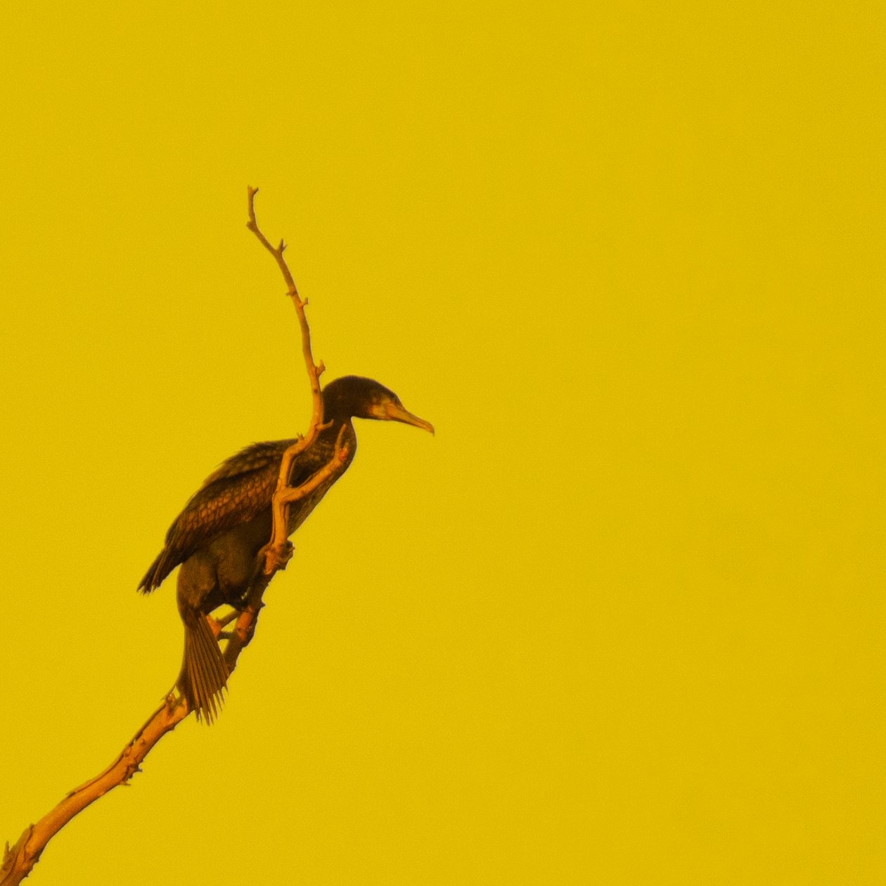 Hanging On (olhando para a direita) de Katha Wood