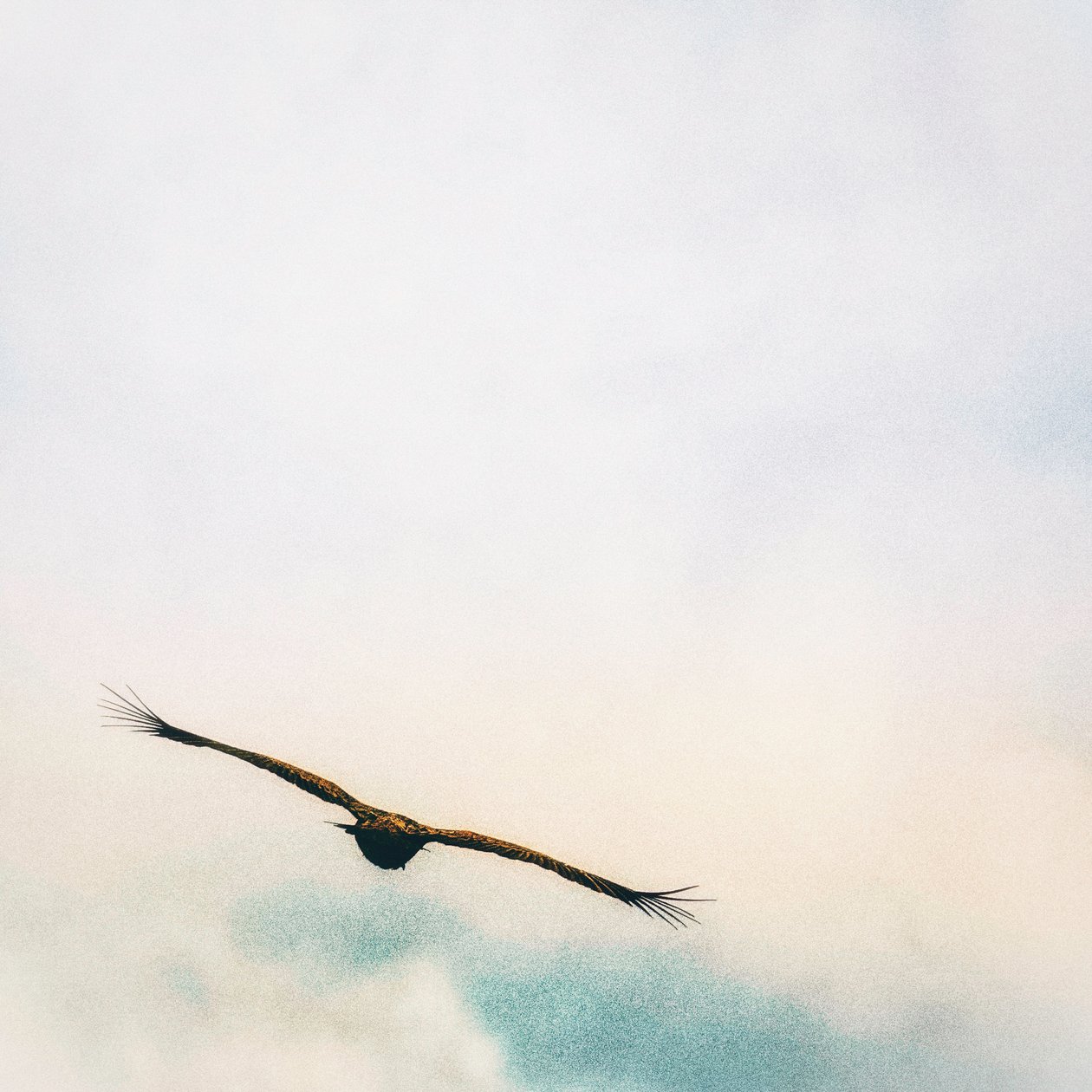 Em cima das nuvens de Katha Wood