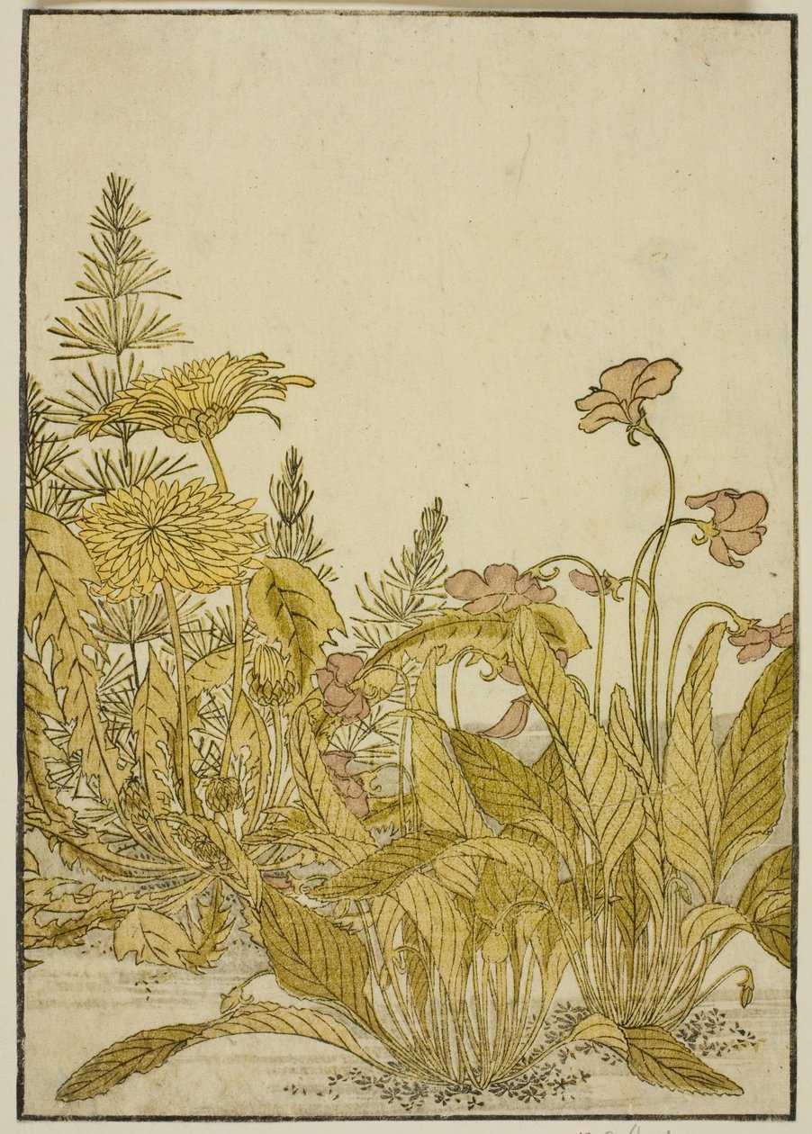 Flores da Primavera: Violetas e Dentes-de-leão, do livro "Espelho das Belas Mulheres dos Quartos do Prazer (Seiro bijin awase sugata kagami)", vol. 1 de Katsukawa Shunsho