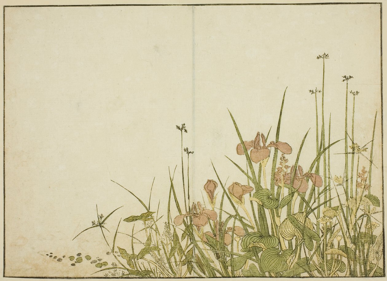 Summer Flowers: Iris and Water Bananas, do livro "Mirror of Beautiful Women of the Pleasure Quarters (Seiro bijin awase sugata kagami)", vol. 1 de Katsukawa Shunsho