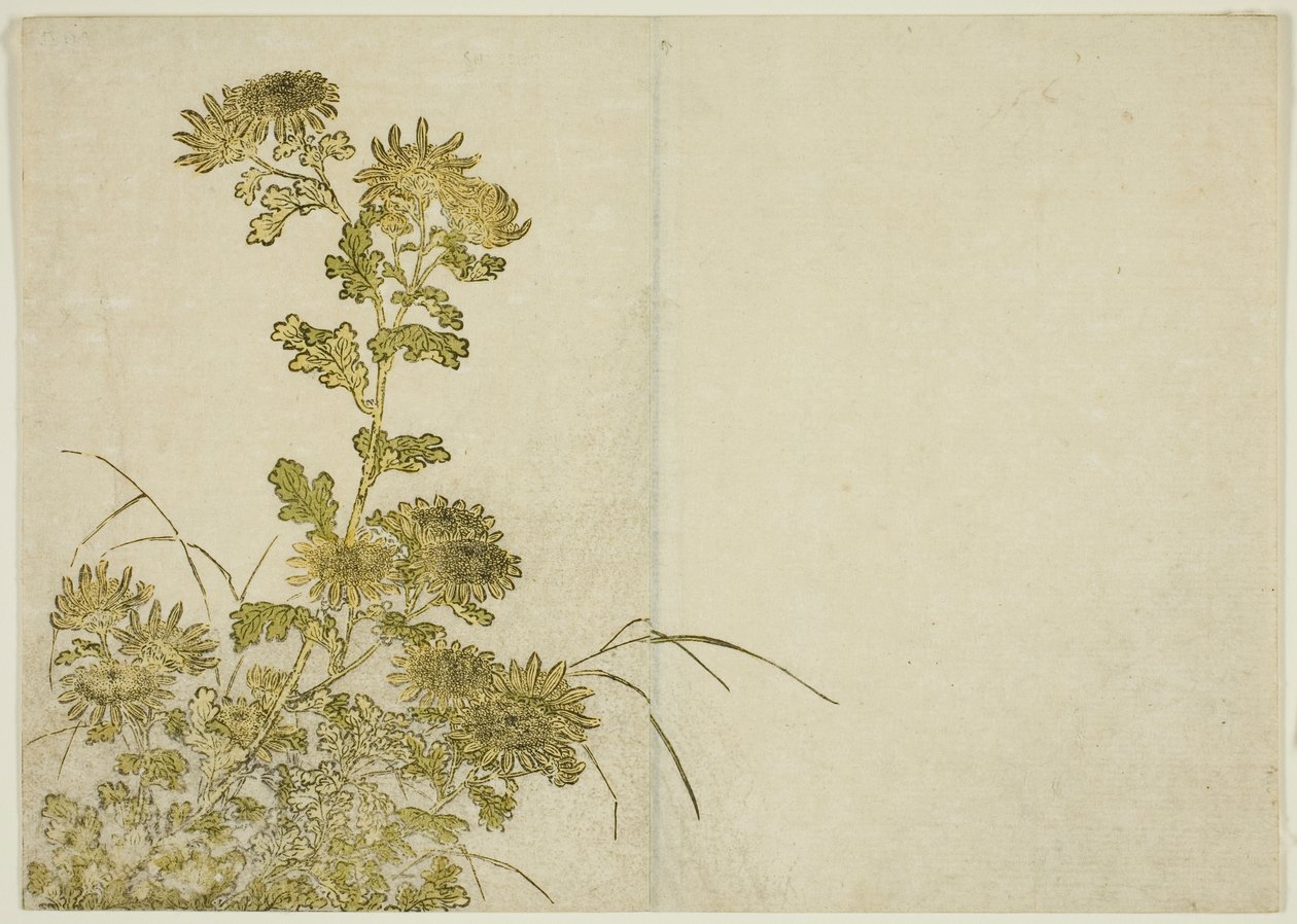 Flores de inverno: crisântemos, do livro "Espelho das belas mulheres dos aposentos do prazer (Seiro bijin awase sugata kagami)", vol. 1 de Katsukawa Shunsho