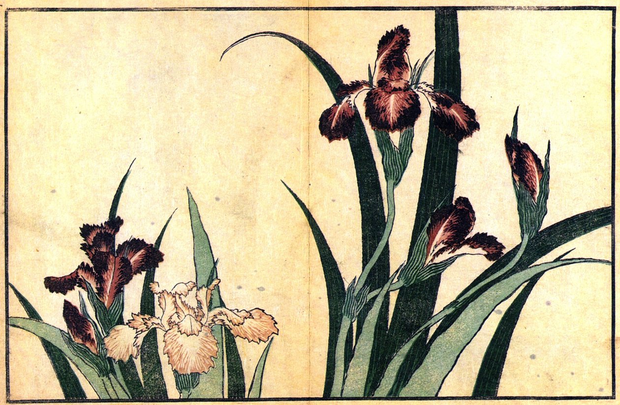 Íris de Katsushika Hokusai