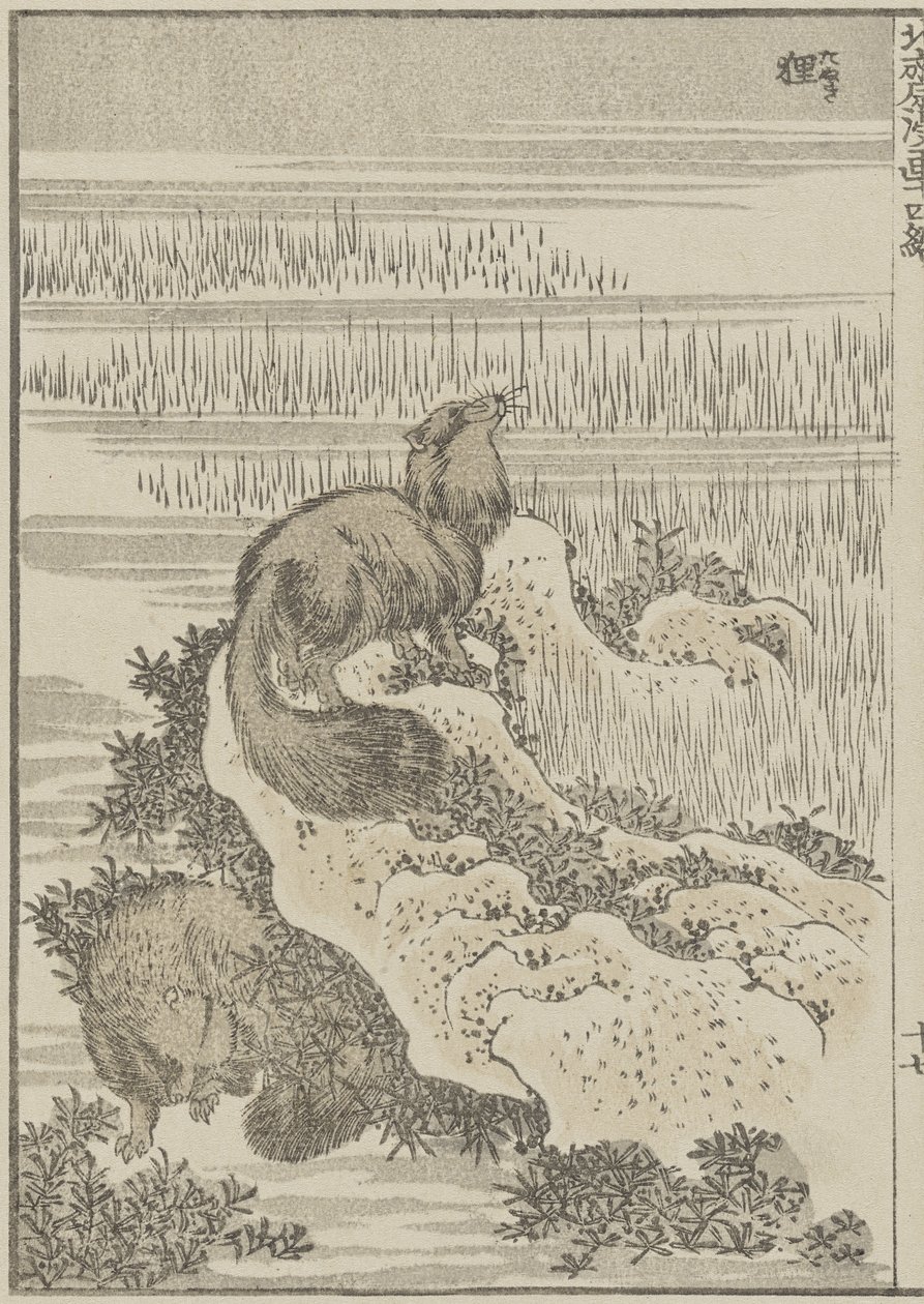 Badger, c. 1840 (impressão em xilogravura) de Katsushika Hokusai