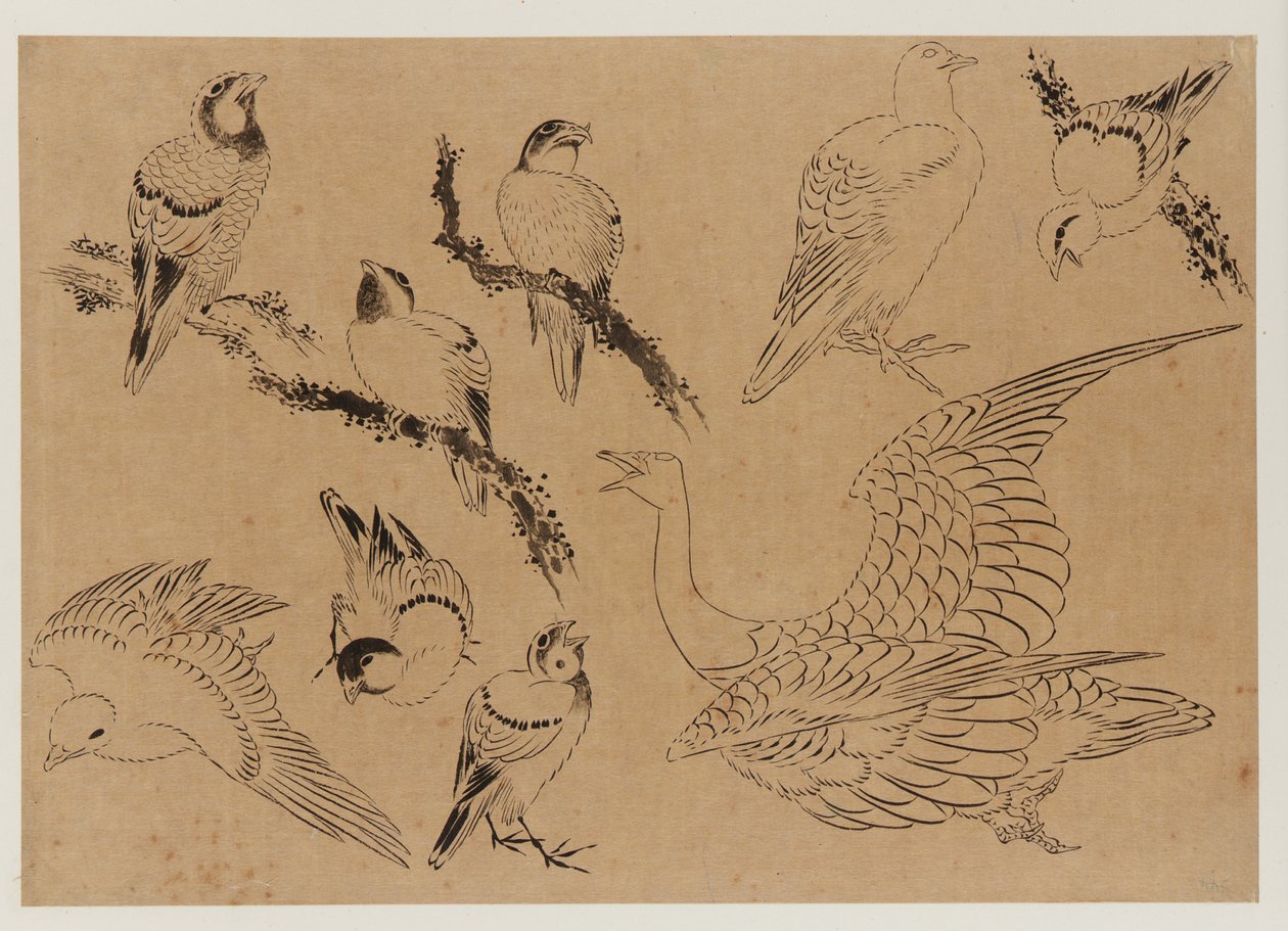 Aves, período Edo, final do século XVIII e início do século XIX. de Katsushika Hokusai