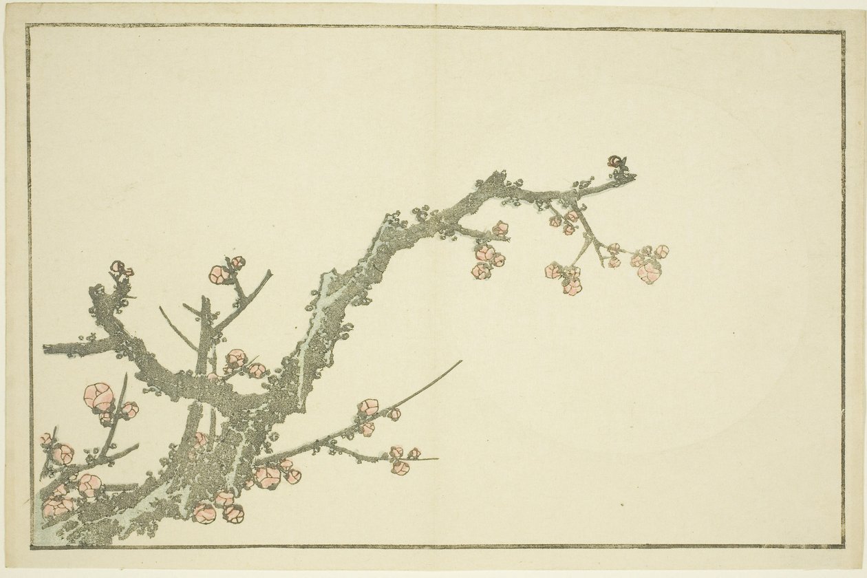 Ameixoeira em flor, de The Picture Book of Realistic Paintings of Hokusai (Hokusai shashin gafu), c.1814 (impressão xilográfica a cores (folha de álbum)) de Katsushika Hokusai