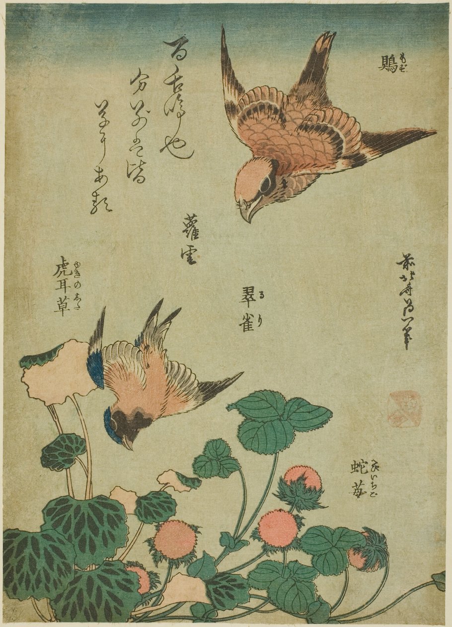 Picanço-de-cabeça-de-touro e Bluebird com Saxifrage e Morango Silvestre (Mozu, ruri, yukinoshita, hebi-ichigo), de uma série sem título de flores e pássaros de Katsushika Hokusai