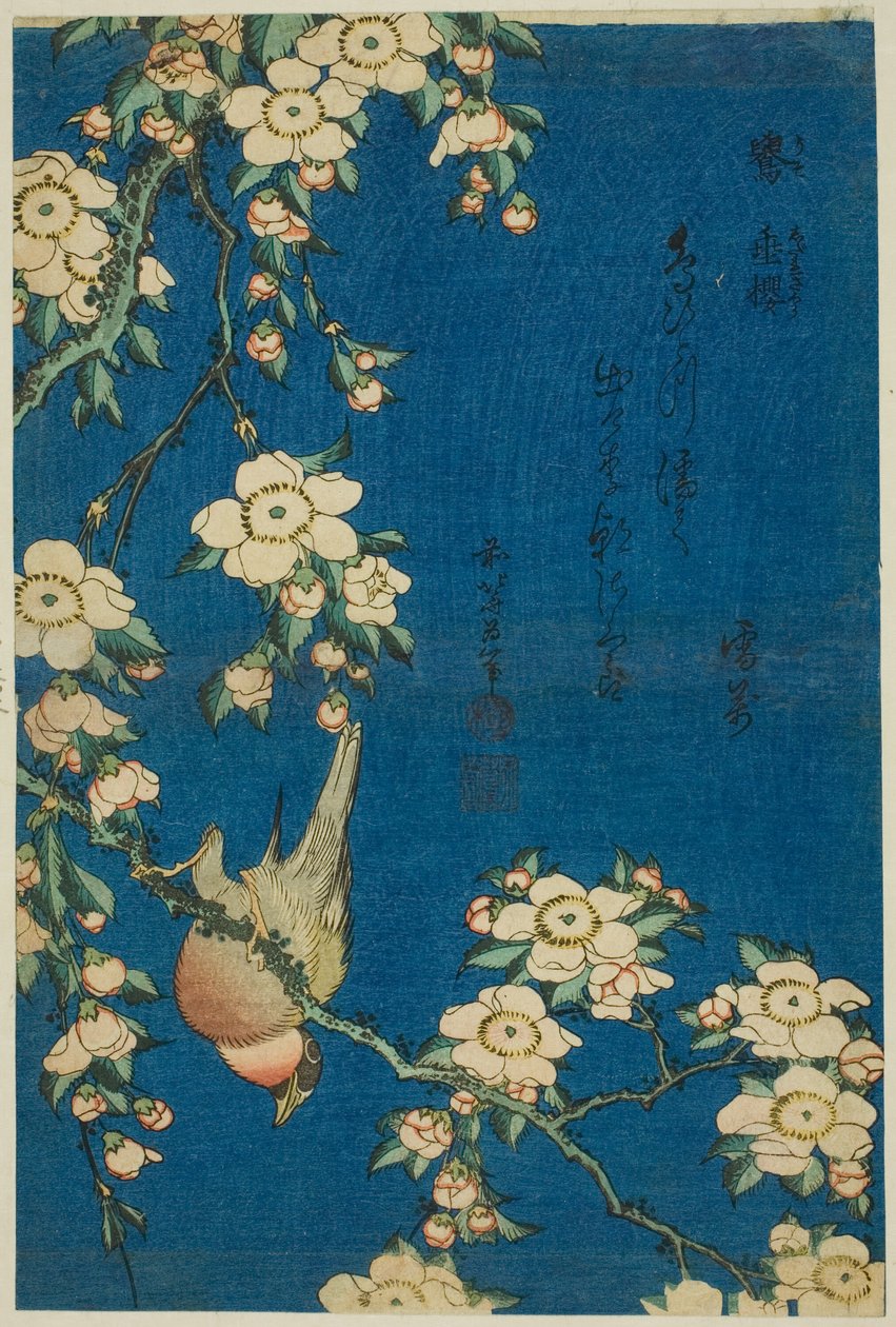 Dom-fafe e cerejeira-chorona (Uso, shidarezakura), de uma série sem título de flores e pássaros de Katsushika Hokusai