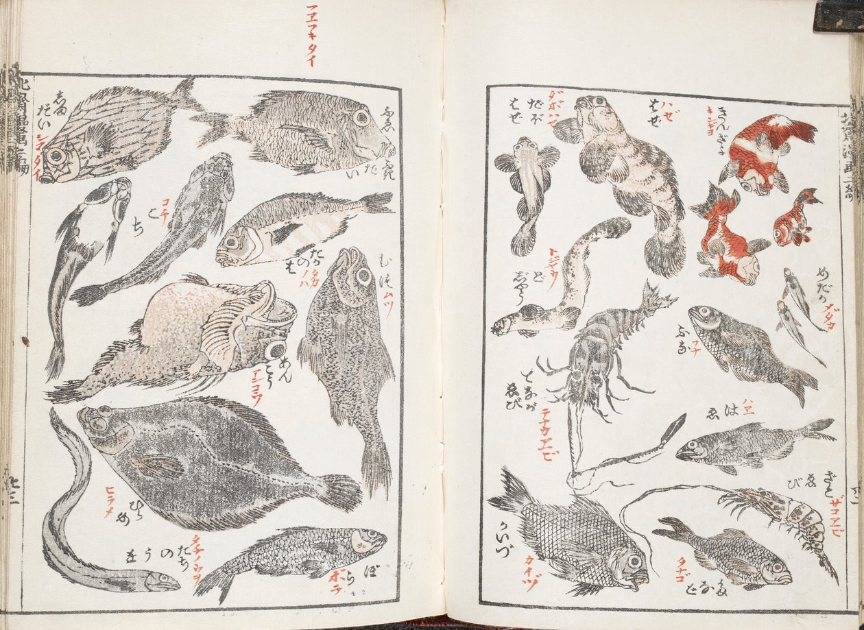 Peixes e criaturas marinhas de Katsushika Hokusai