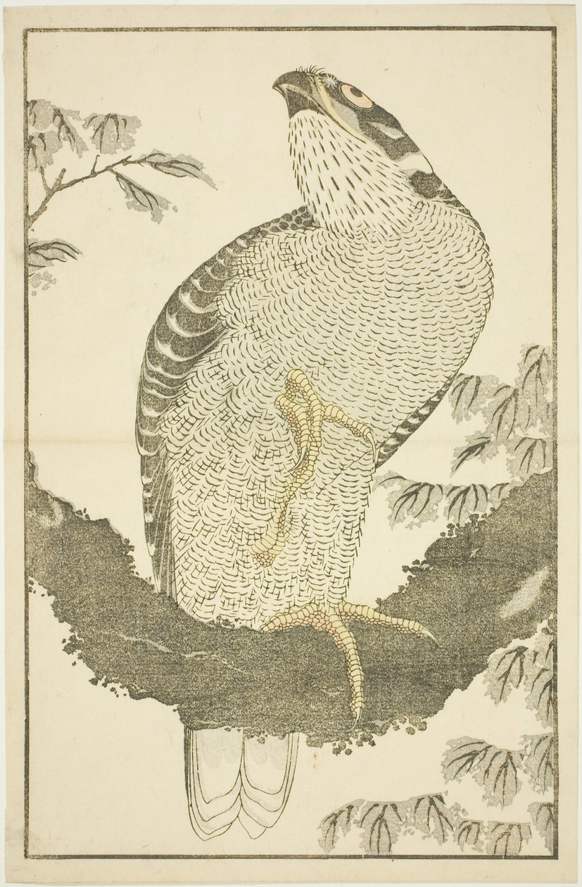 Hawk, do livro ilustrado de pinturas realistas de Hokusai (Hokusai shashin gafu) de Katsushika Hokusai