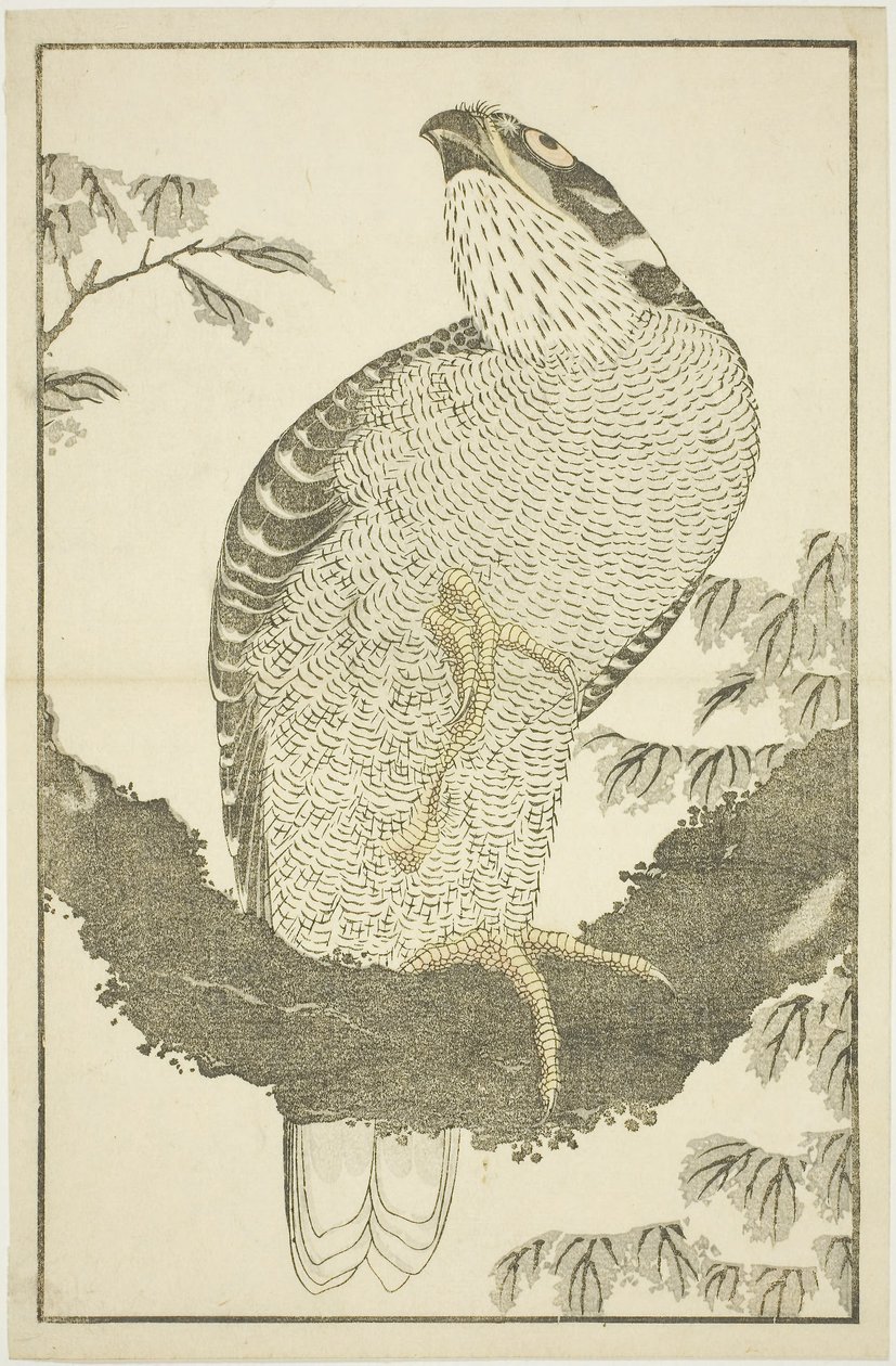 Hawk, de O Livro de Imagens de Pinturas Realistas de Hokusai (Hokusai shashin gafu) de Katsushika Hokusai
