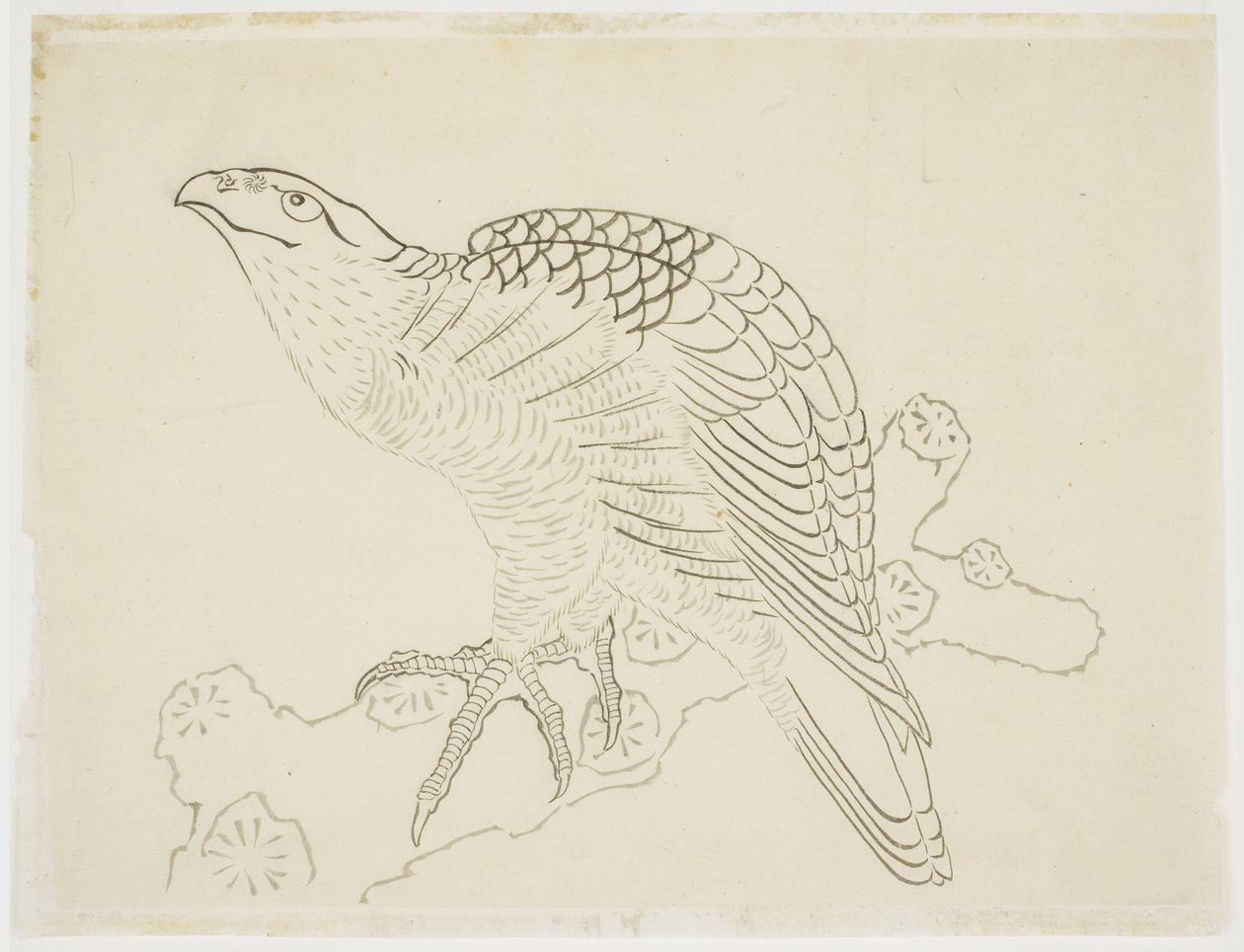 Hawk on a Branch (estudo) de Katsushika Hokusai