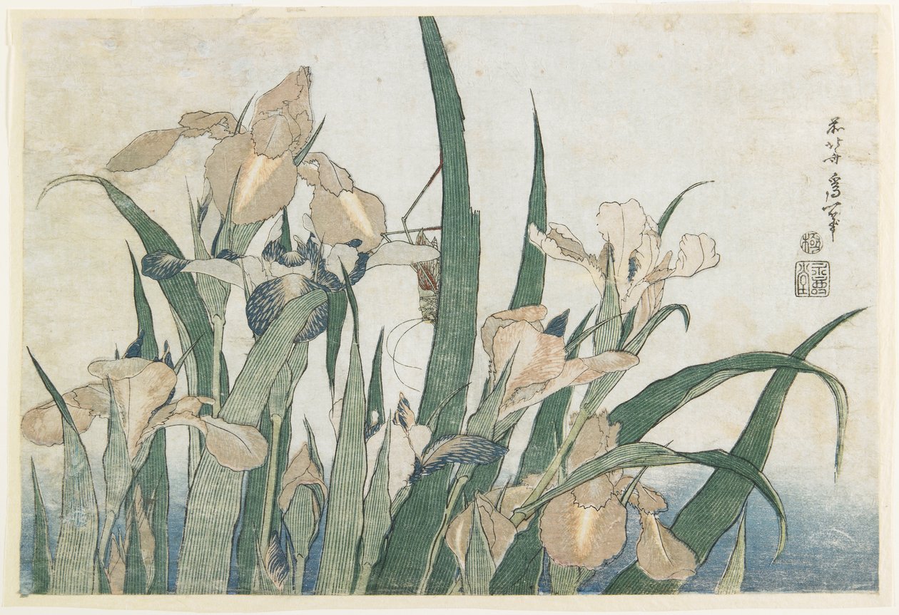 Iris Flores e Gafanhoto, c.1830-31 (impressão de woodblock de cor) de Katsushika Hokusai