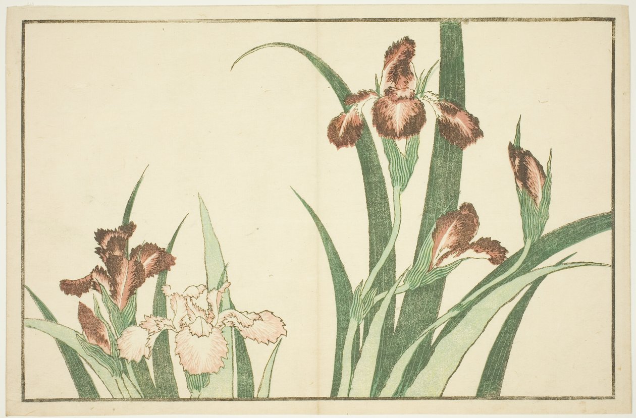 Iris, do livro ilustrado de pinturas realistas de Hokusai (Hokusai shashin gafu) de Katsushika Hokusai