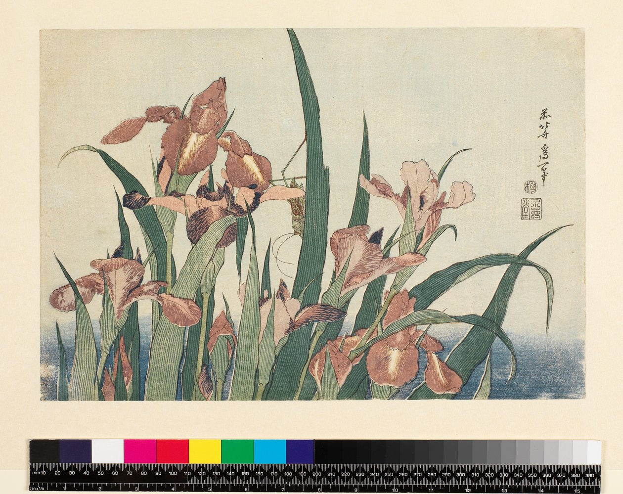 Íris e gafanhoto, pub. por Nishimura Eijudo, c.1832, (yoko-e - formato horizontal, impressão em xilogravura a cores) de Katsushika Hokusai