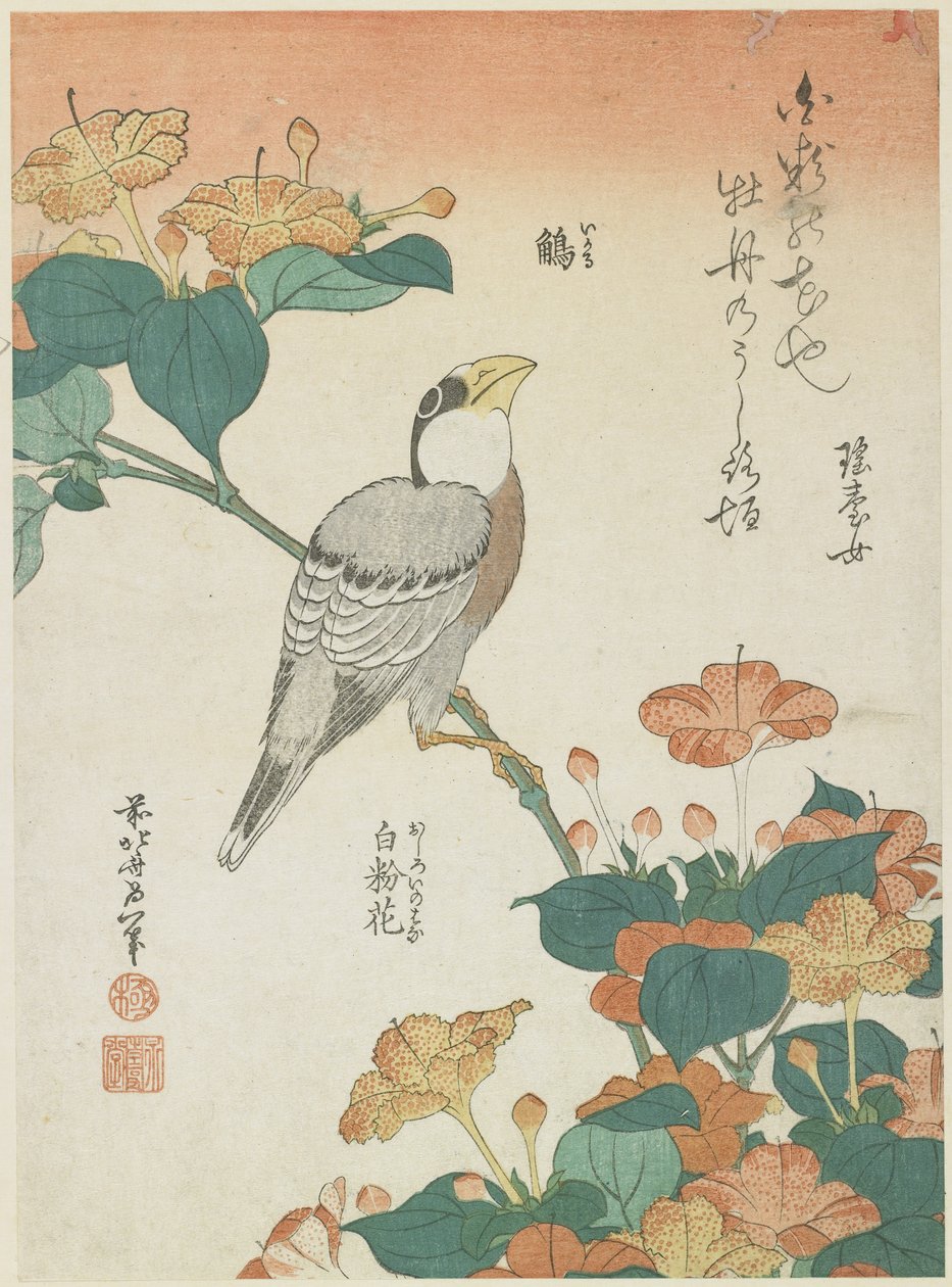 Grosbeak japonês e Four-o&39;cloks, c. 1833 de Katsushika Hokusai