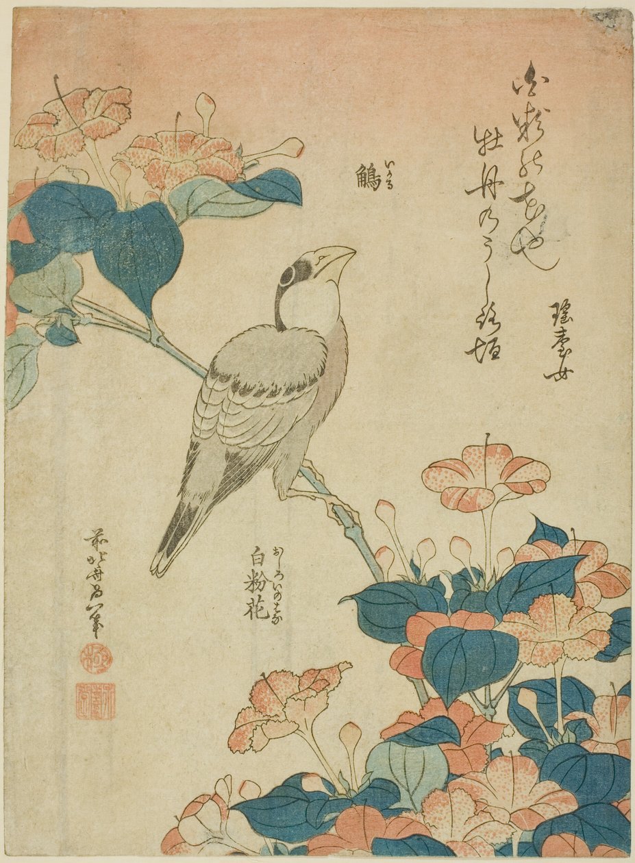 Grosbeak japonês e Marvel of Peru (Ikaru, oshiroi no hana), de uma série sem título de flores e pássaros de Katsushika Hokusai