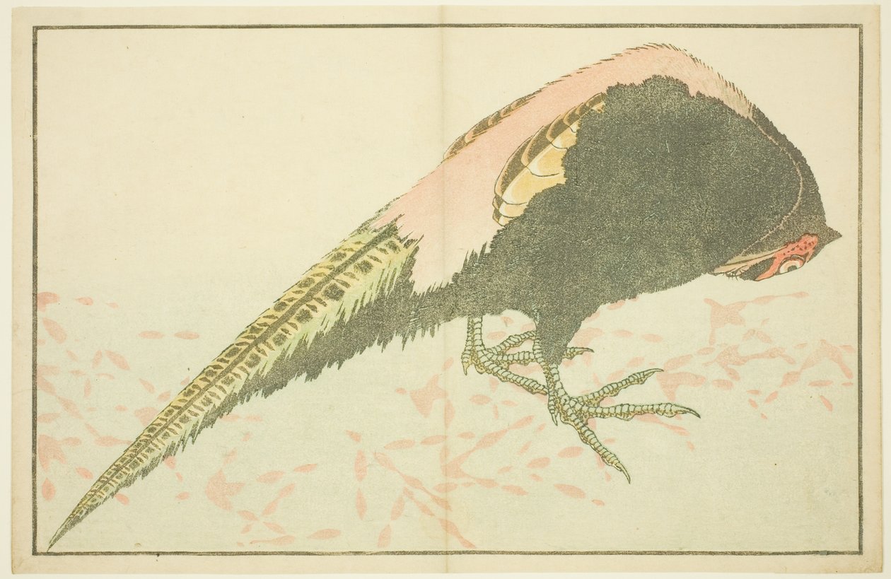 Faisão macho, do livro ilustrado de pinturas realistas de Hokusai (Hokusai shashin gafu) de Katsushika Hokusai