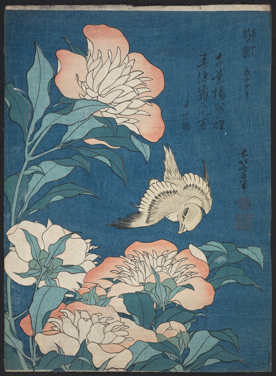 Peônias e Canárias (Shakuyaku, kanaari), de uma série sem título conhecida como Flores Pequenas de Katsushika Hokusai