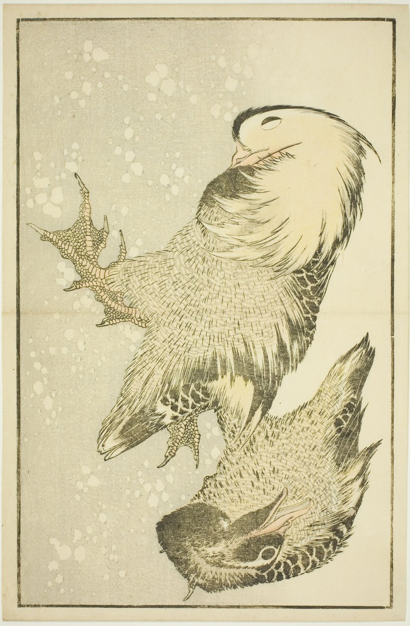Duas Aves Aquáticas, do Livro Ilustrado de Pinturas Realistas de Hokusai (Hokusai shashin gafu) de Katsushika Hokusai