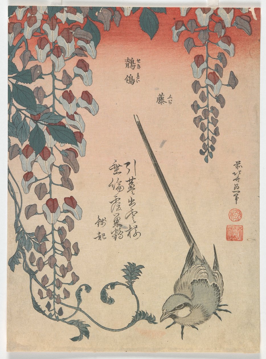 Alvéola e Glicínias, período Edo, 1834 (impressão em xilogravura a cores) de Katsushika Hokusai