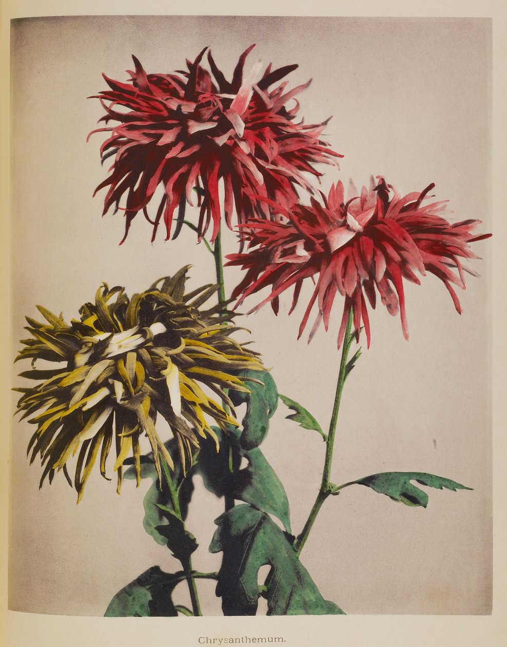 Crisântemo de Kazumasa Ogawa