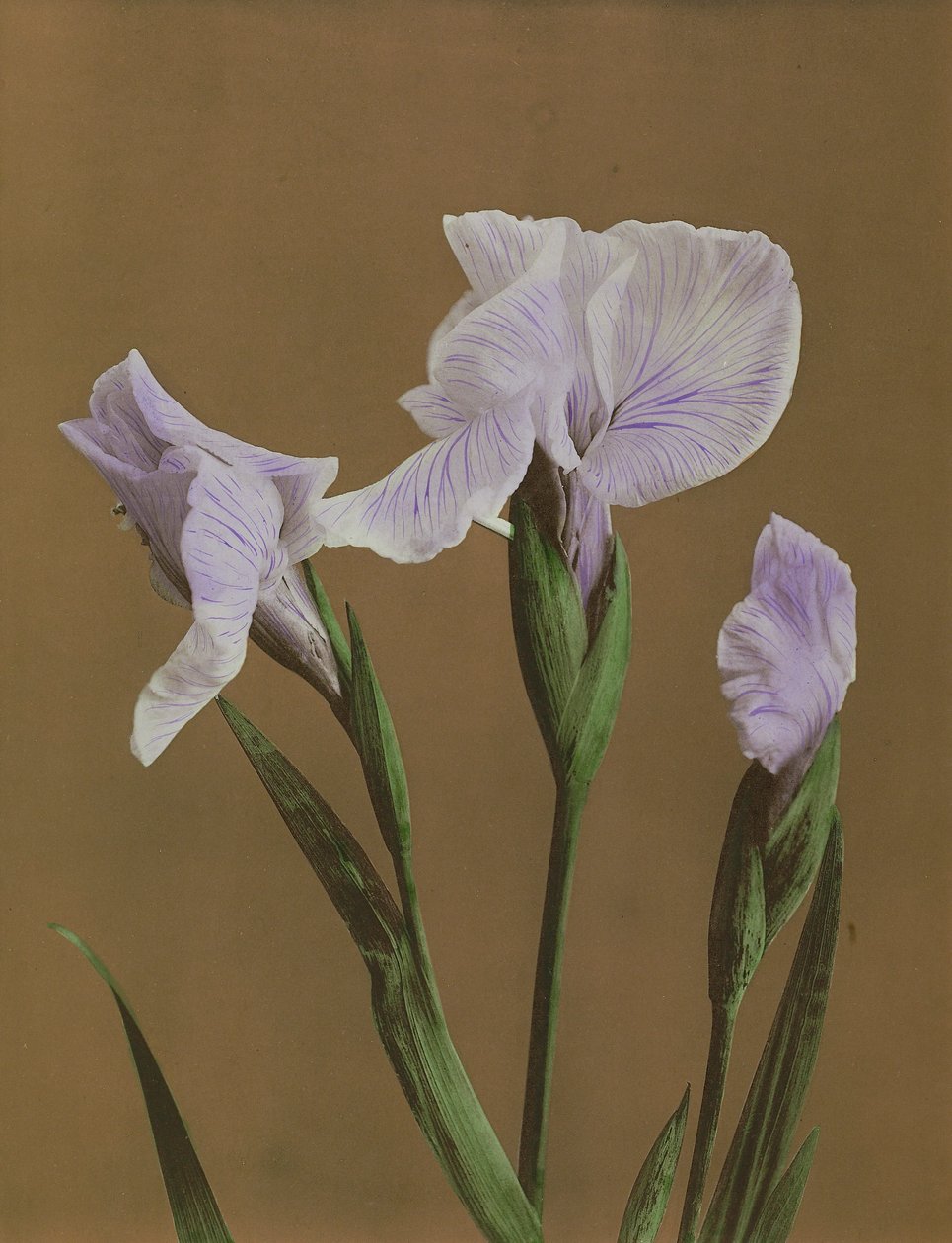 Iris Kaempfer, 1896 (colotipo colorido à mão) de Kazumasa Ogawa