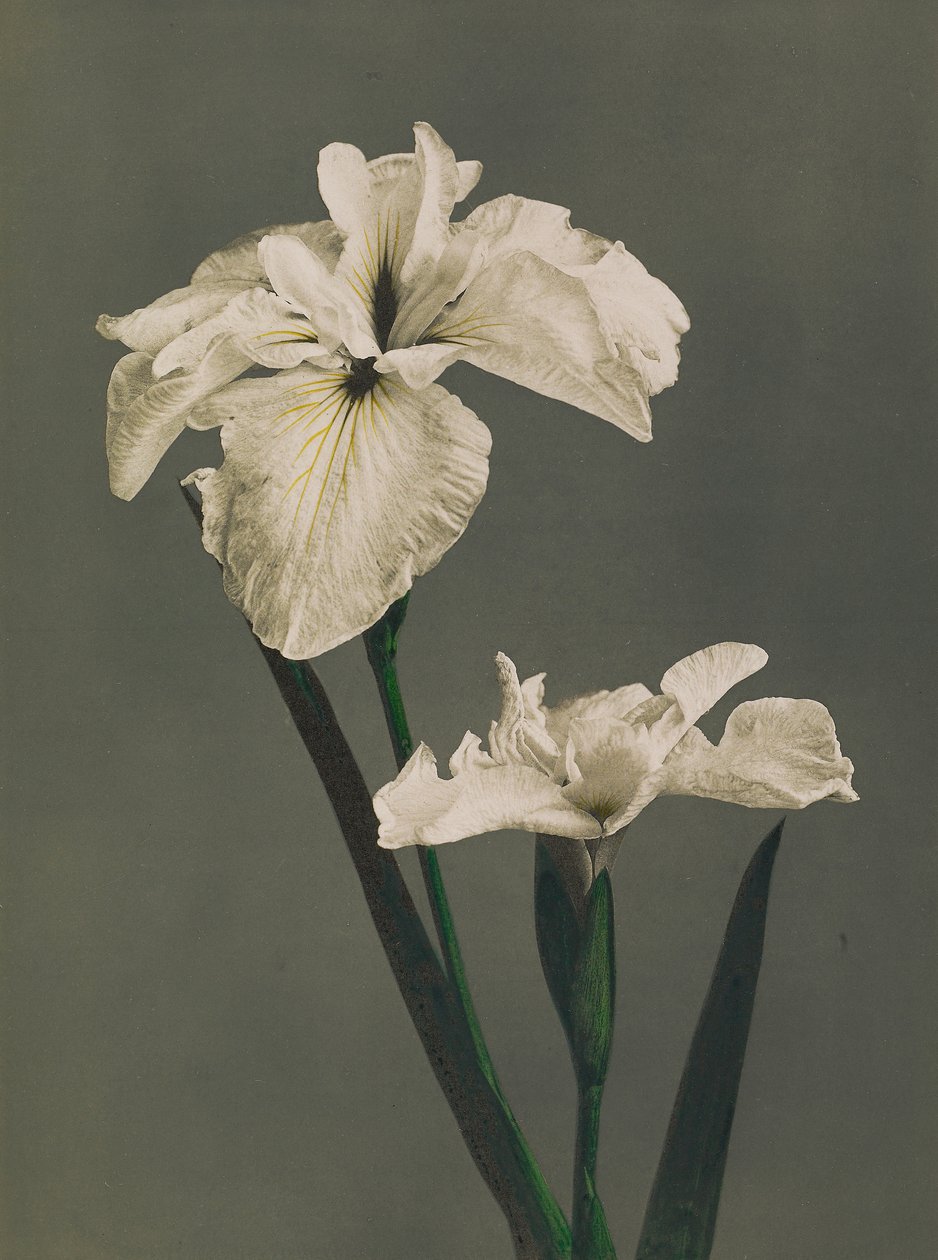 Iris Kaempferi, 1896 (colótipo colorido à mão) de Kazumasa Ogawa