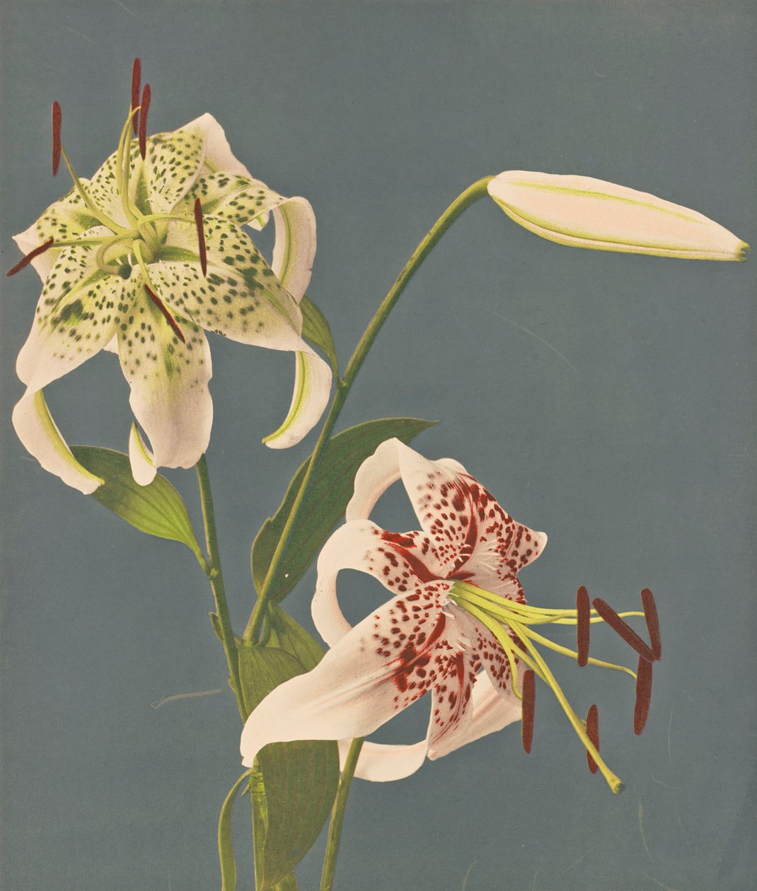 Lírios, 1897 (colotipo colorido à mão) de Kazumasa Ogawa