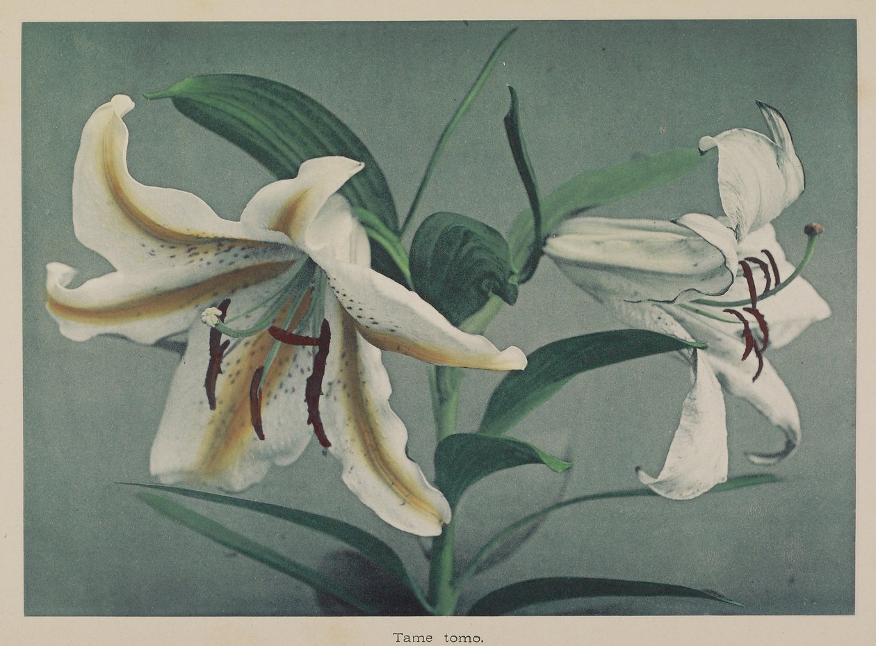 Lírio de Kazumasa Ogawa
