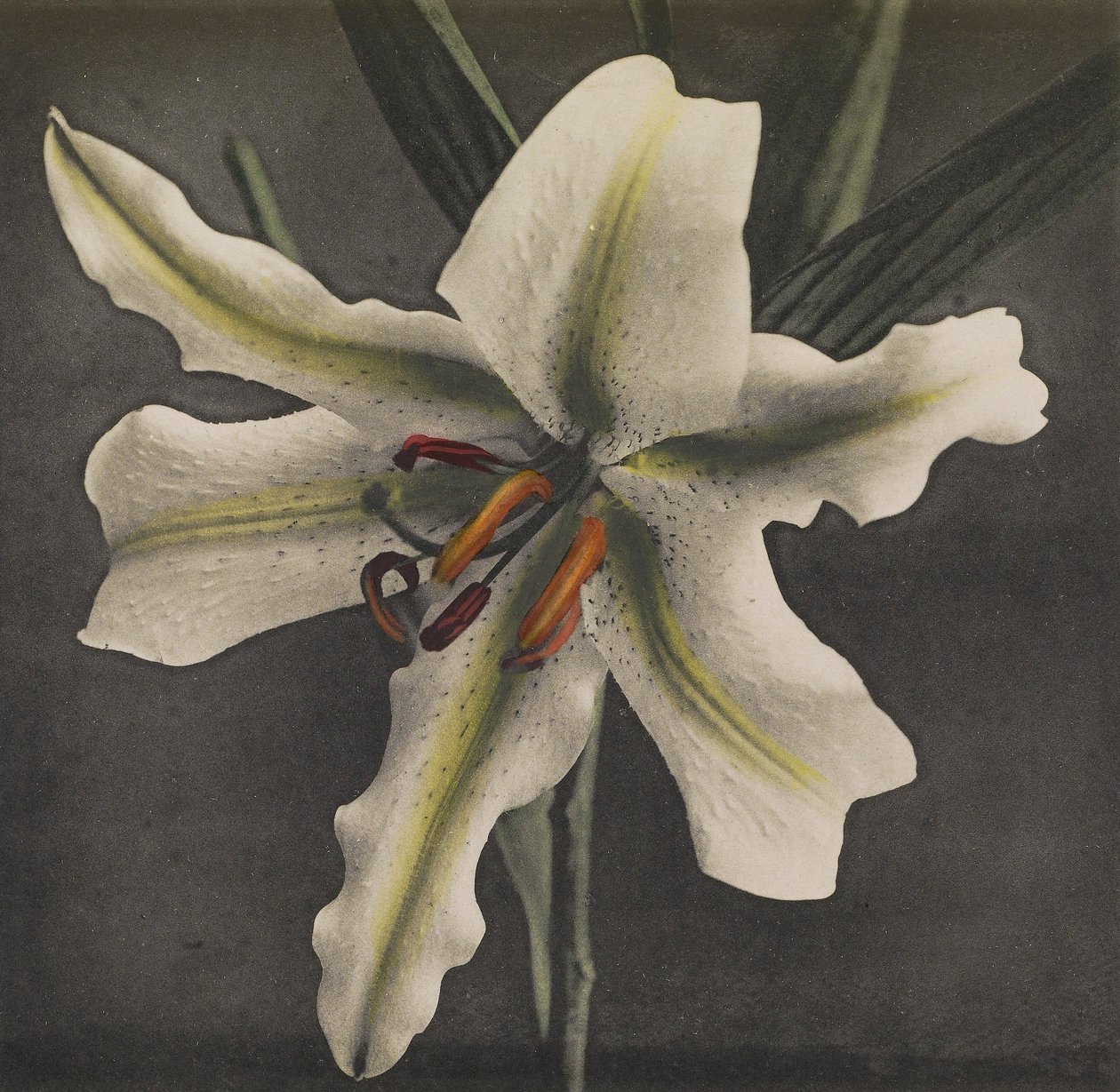 Lily, 1896 (colotipo colorido à mão) de Kazumasa Ogawa