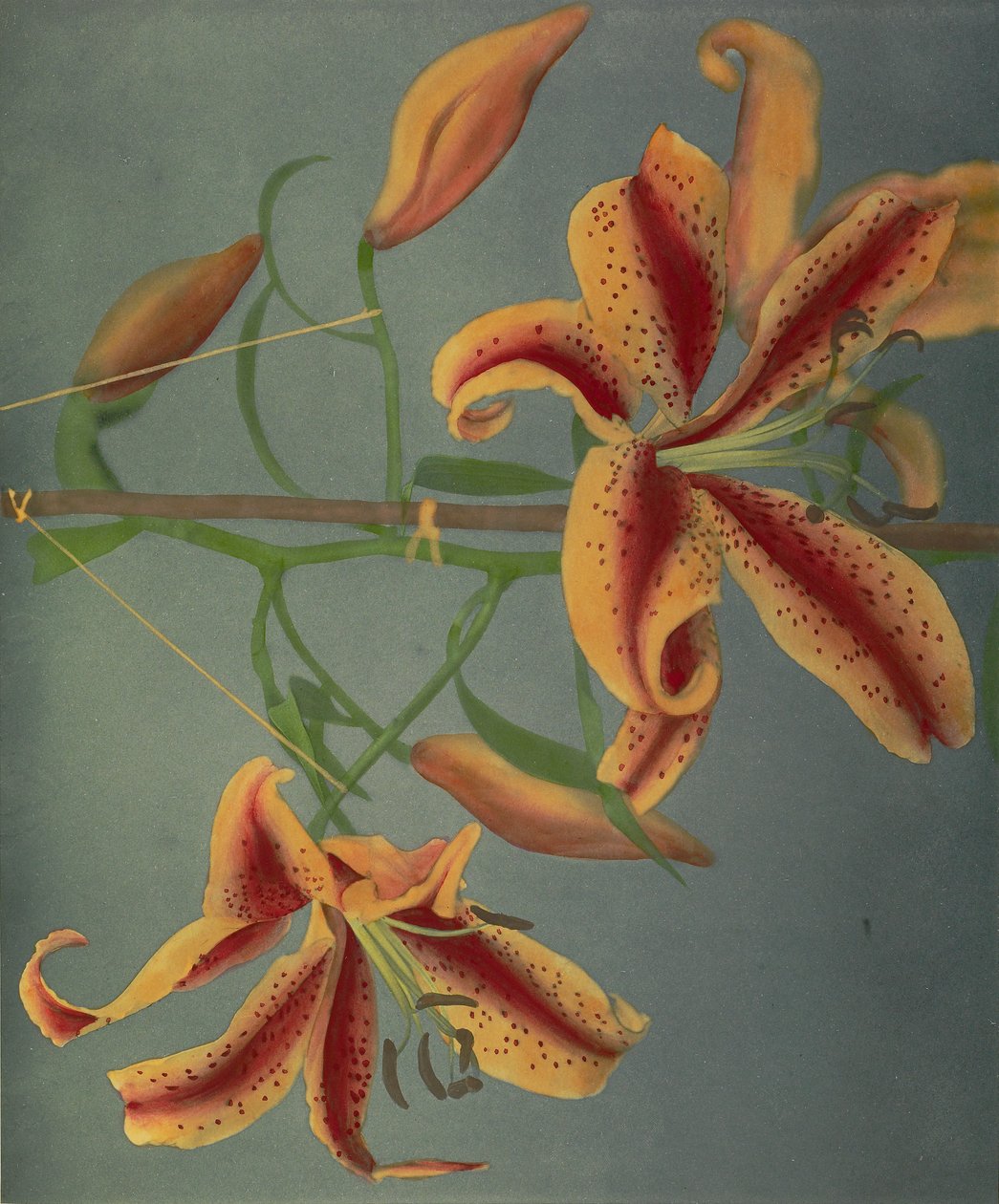 Lily, 1896 (colotipo colorido à mão) de Kazumasa Ogawa