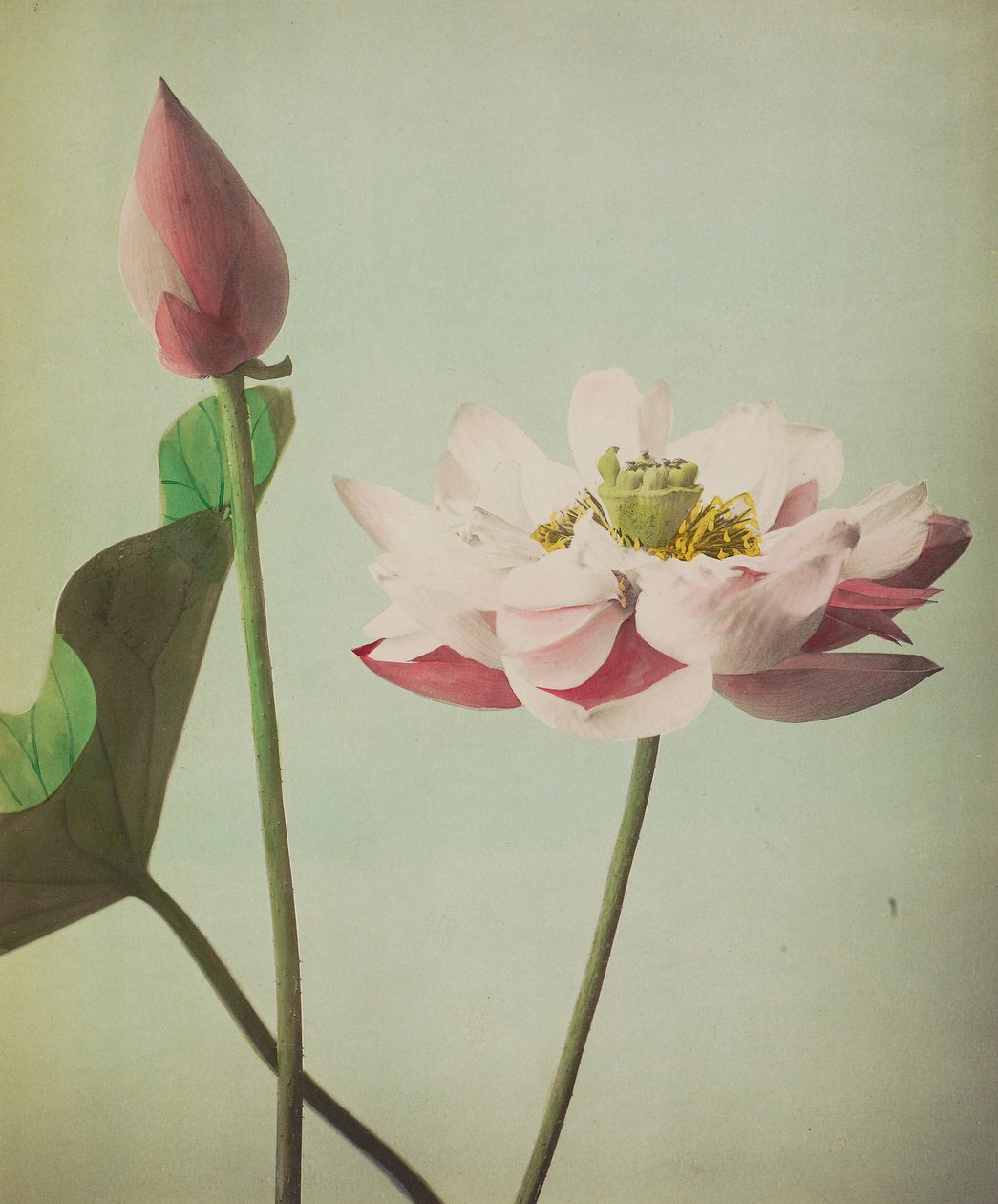 Lotus, 1896 (colotipo colorido à mão) de Kazumasa Ogawa