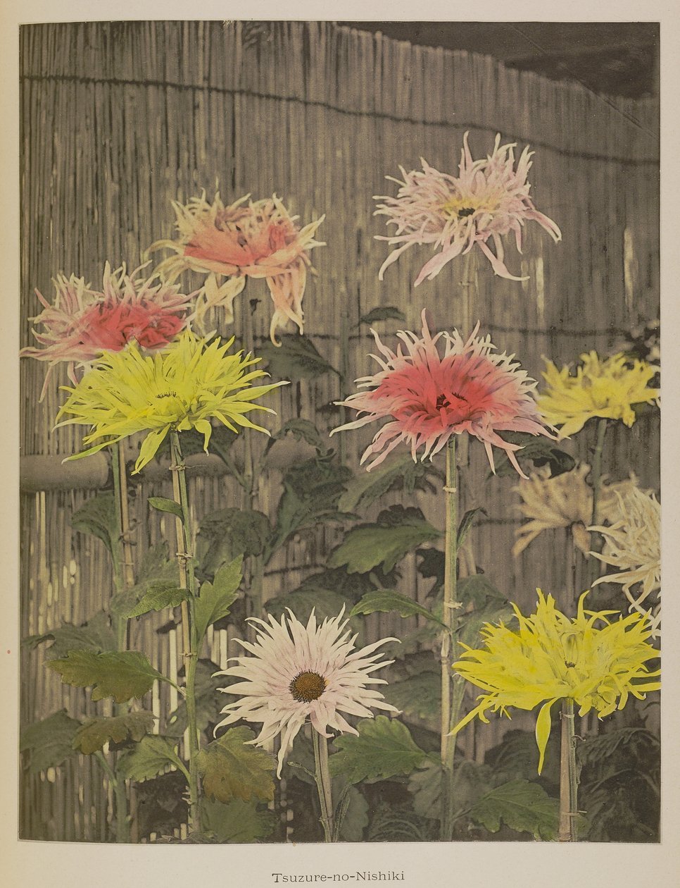 Tsuzure-no-Nishiki de Kazumasa Ogawa
