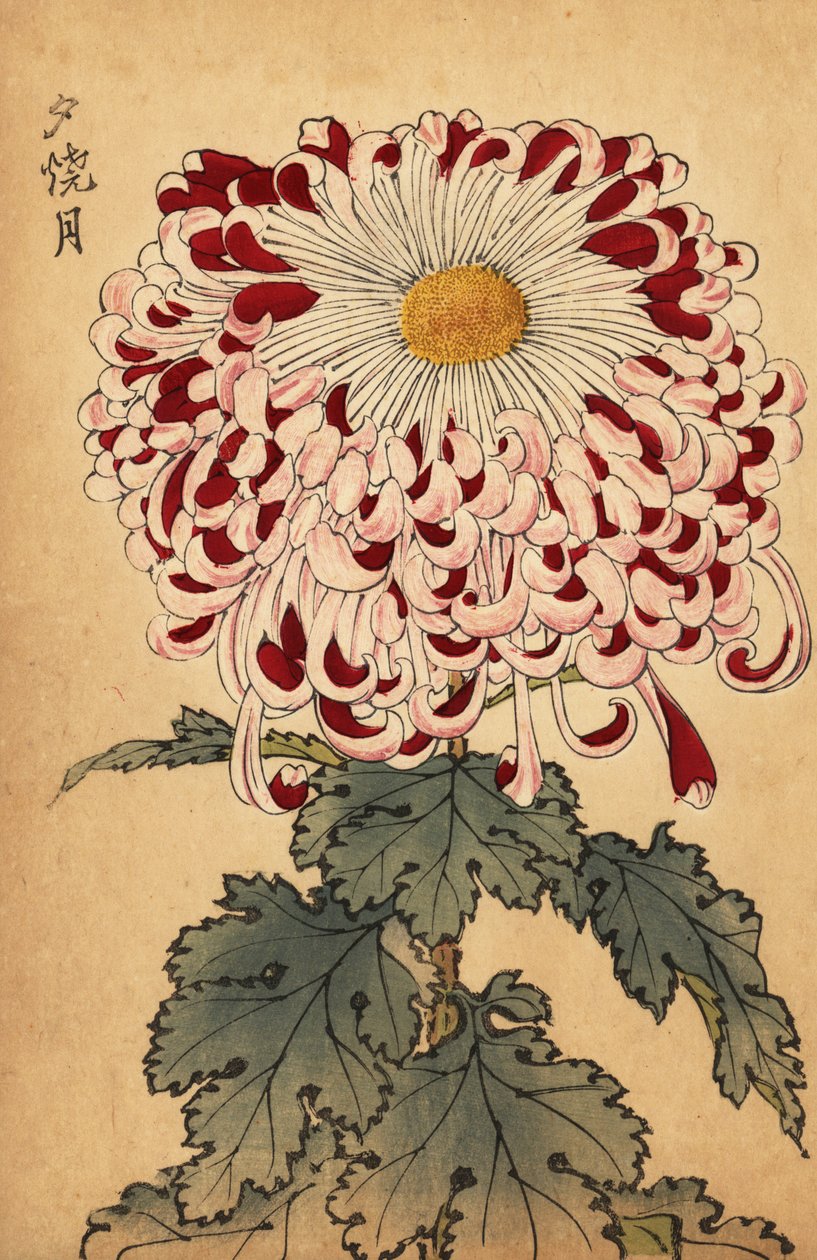 Carmesim híbrido e crisântemo de colher branca,1893 (gravura) de Keika Hasegawa
