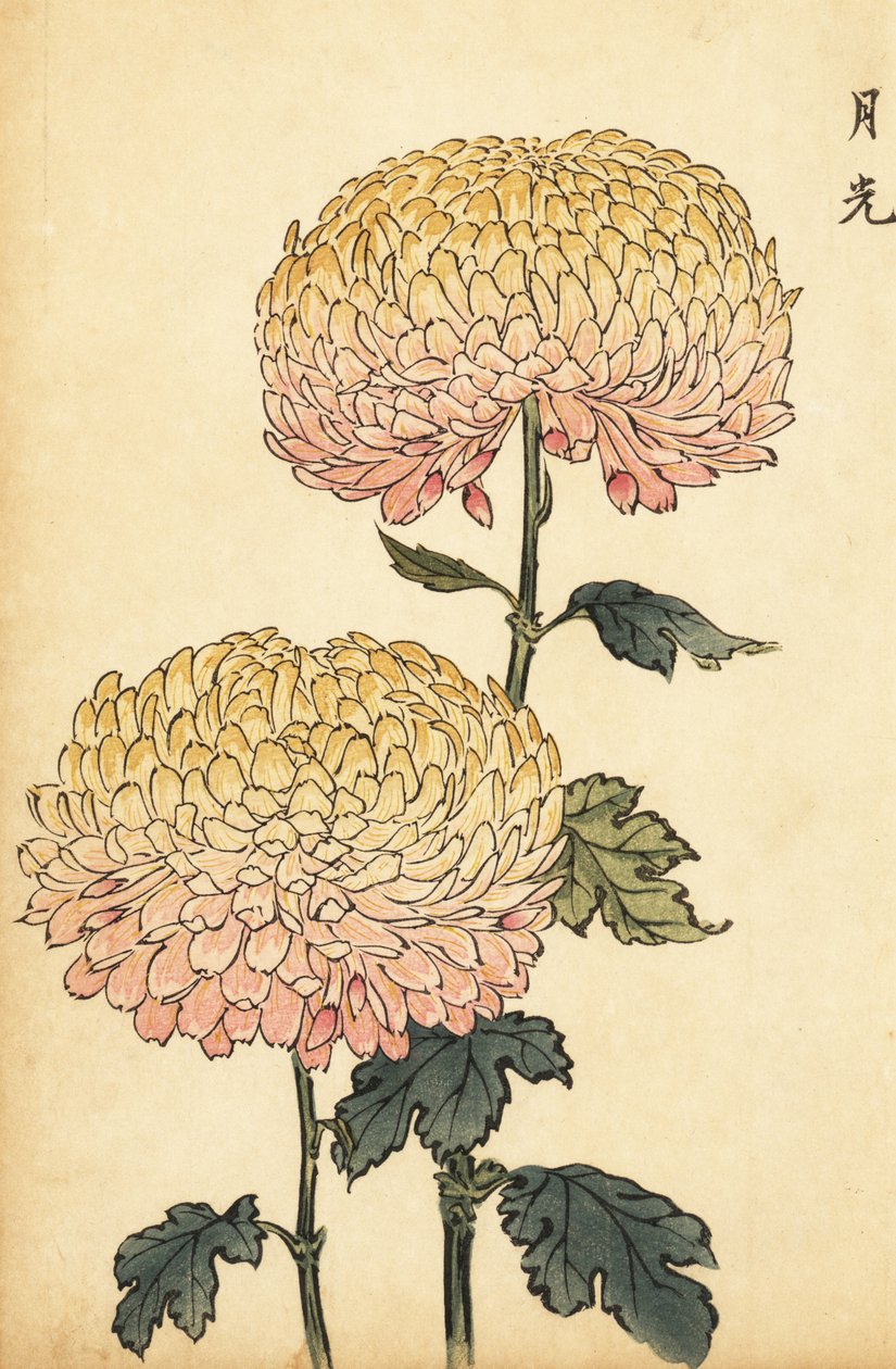 Hybrid gold and pink pompon chrysanthemum.,1893 (gravura) de Keika Hasegawa