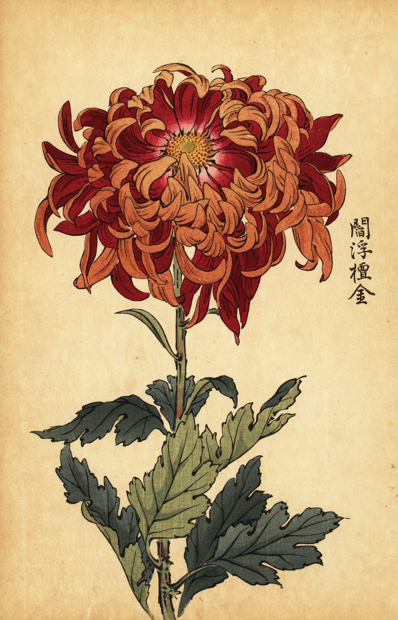 Híbrido laranja e crisântemo carmesim., 1893 (gravura) de Keika Hasegawa