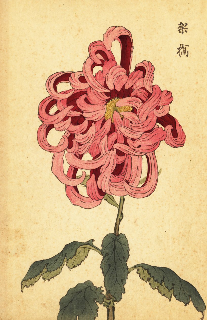 Crisântemo híbrido rosa e carmesim., 1893 (gravura) de Keika Hasegawa