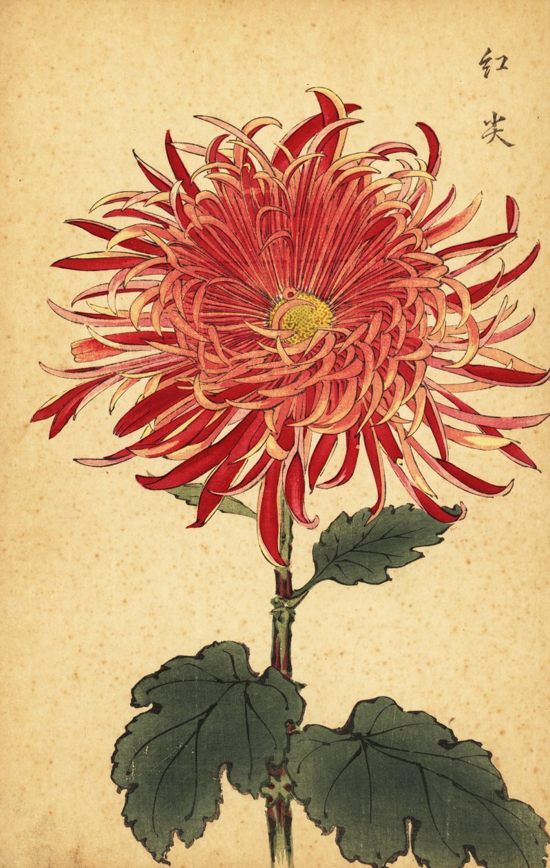 Crisântemo híbrido rosa e carmesim., 1893 (gravura) de Keika Hasegawa