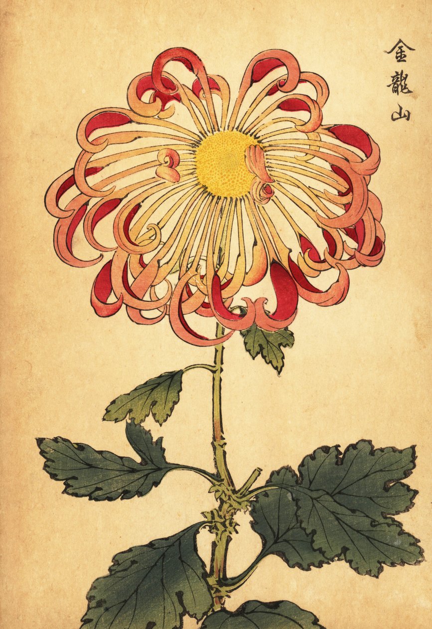 Hybrid pink curled spoon chrysanthemum.,1893 (gravura) de Keika Hasegawa