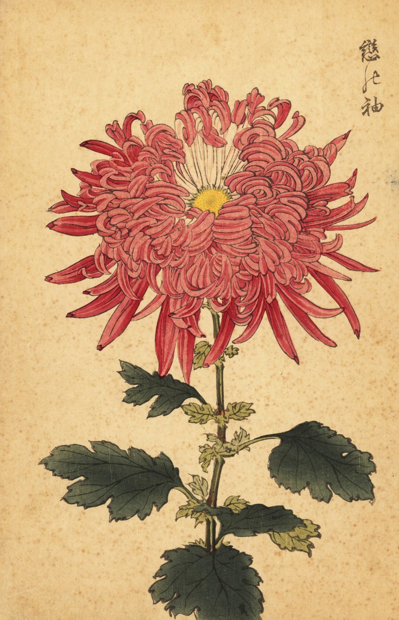 Crisântemo de pena rosa híbrido., 1893 (gravura) de Keika Hasegawa