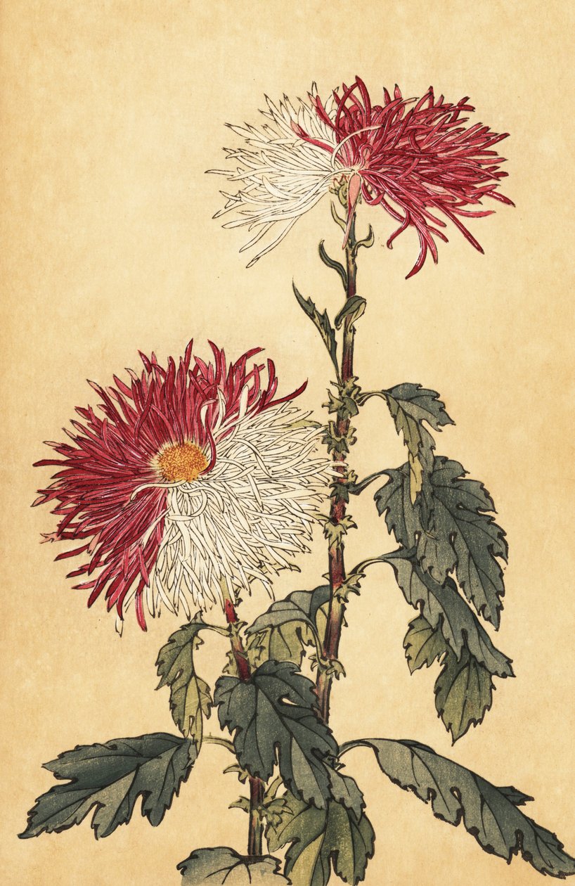 Crisântemo híbrido roxo e branco de pena de crisântemo,1893 (gravura) de Keika Hasegawa
