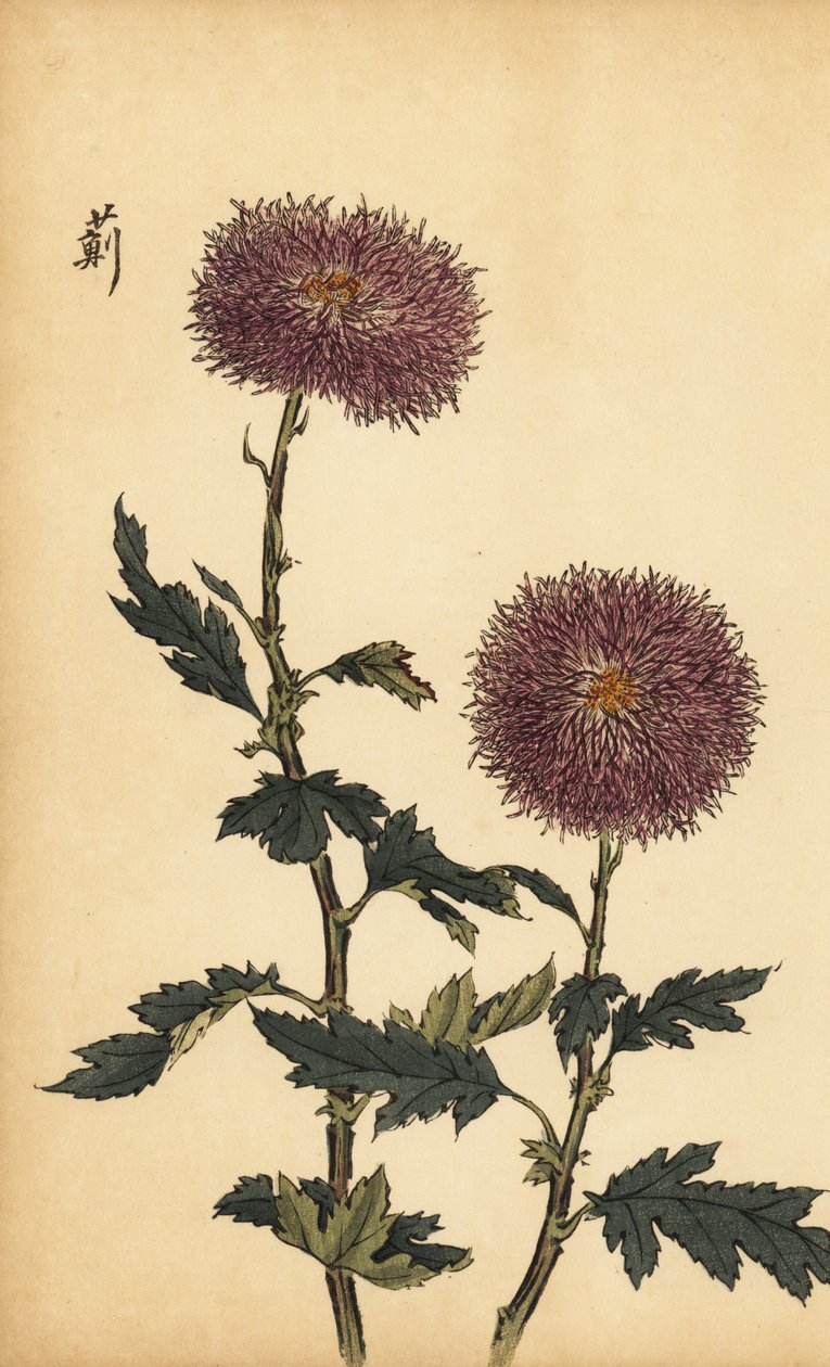 Crisântemo roxo híbrido.,1893 (gravura) de Keika Hasegawa