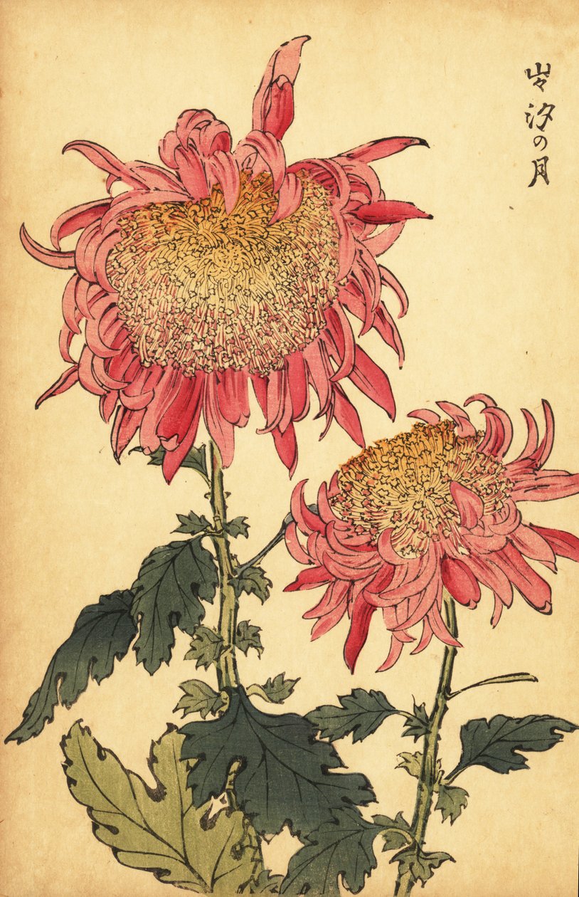 Crisântemo híbrido rosa-salmão,1893 (gravura) de Keika Hasegawa