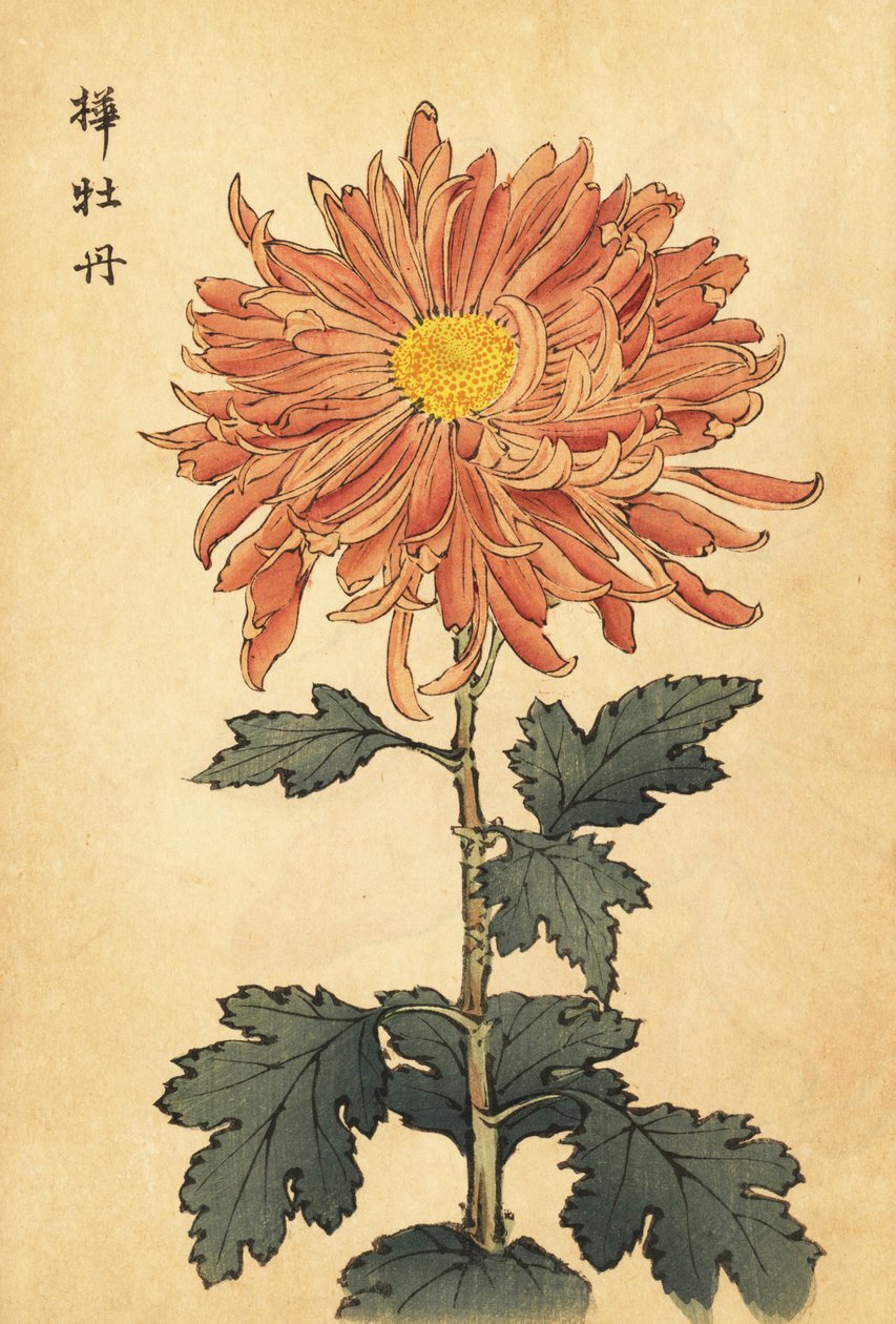 Crisântemo híbrido rosa-salmão., 1893 (gravura) de Keika Hasegawa