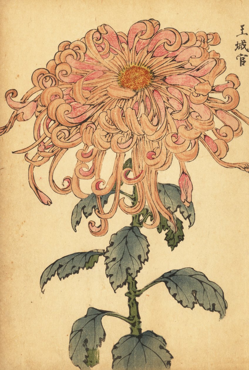 Crisântemo híbrido rosa-salmão com pétalas enroladas,1893 (gravação) de Keika Hasegawa
