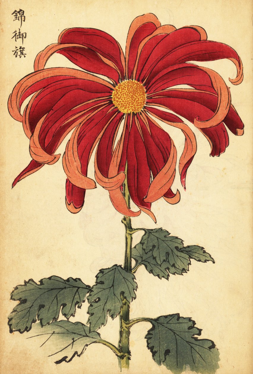 Escarlate híbrido e crisântemo rosa.,1893 (gravura) de Keika Hasegawa