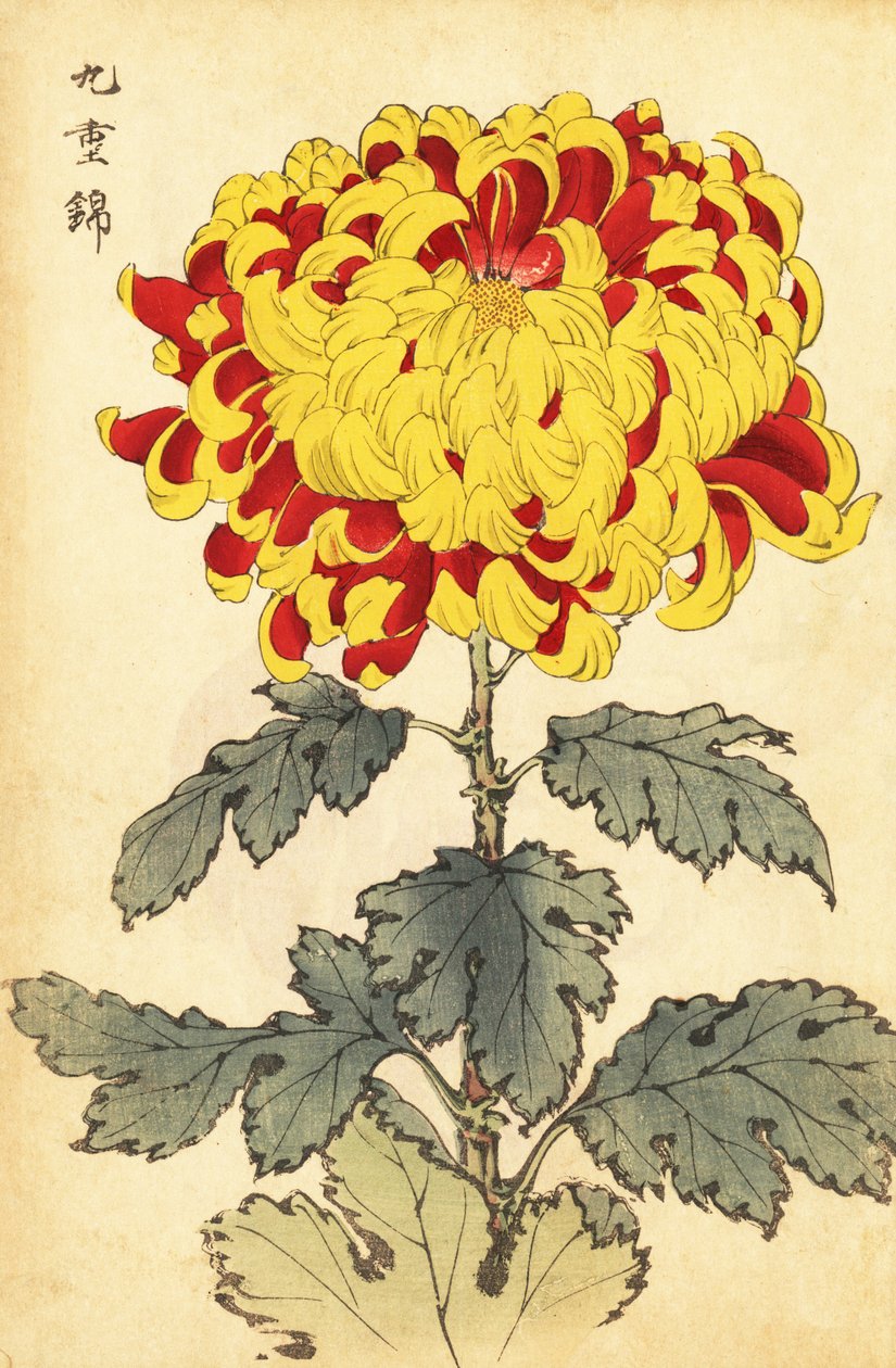 Crisântemo escarlate e amarelo híbrido., 1893 (gravura) de Keika Hasegawa