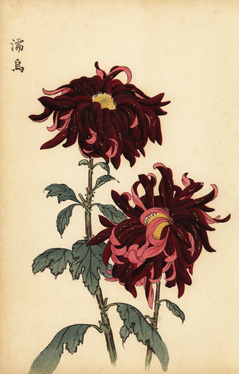 Carmesim híbrido variegado e crisântemo rosa.,1893 (gravura) de Keika Hasegawa