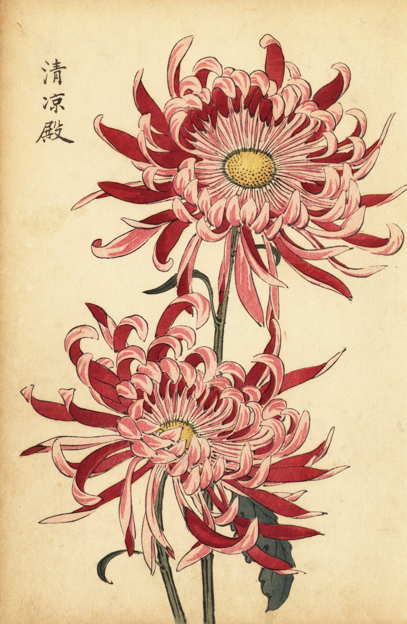 Crisântemo de aranha híbrido variegado rosa e escarlate,1893 (gravura) de Keika Hasegawa