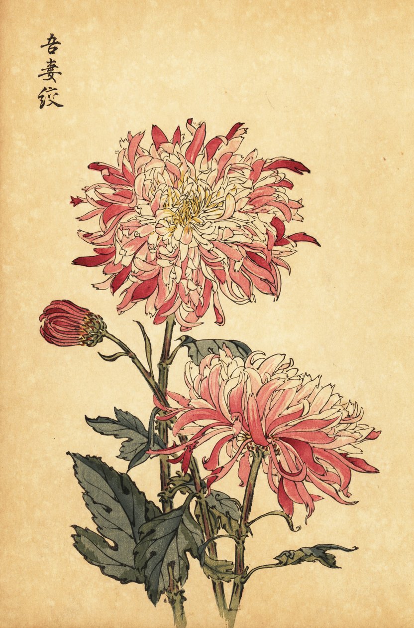 Crisântemo variegado híbrido branco e rosa., 1893 (gravura) de Keika Hasegawa